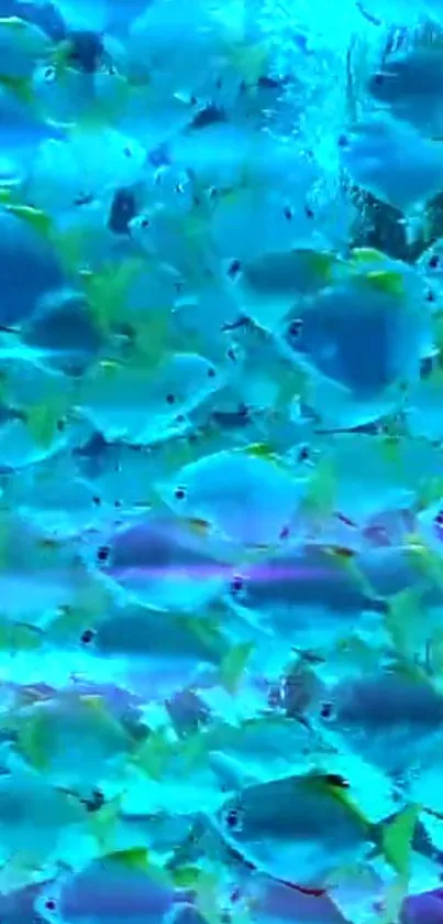 Mesmerizing blue fish school swimming wallpaper.