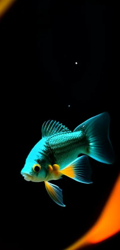 Vibrant fish with vivid colors on a striking black background.