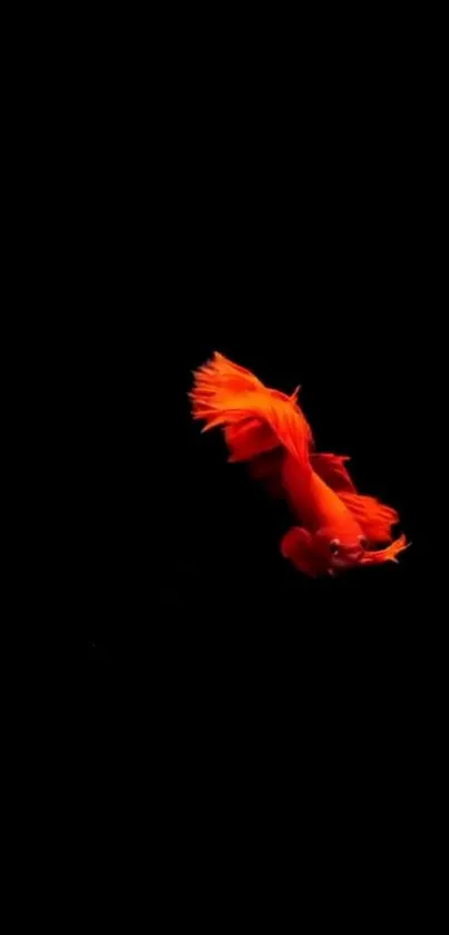 Vibrant orange fish on a sleek black background mobile wallpaper.