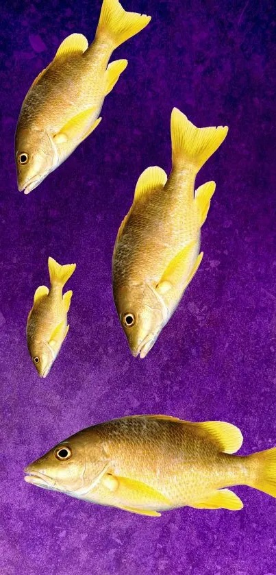 Four yellow fish swim on a purple background.