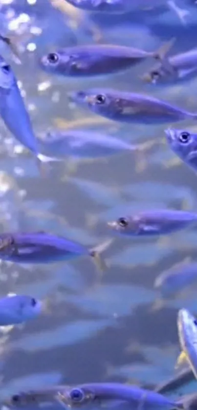 Vibrant school of fish swimming in blue ocean waters.