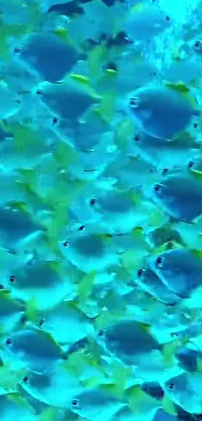 Vibrant school of fish with blue and green hues in the ocean.