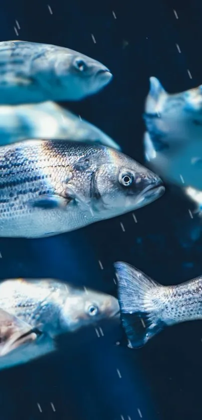 Vibrant fish swimming in deep blue underwater scene.