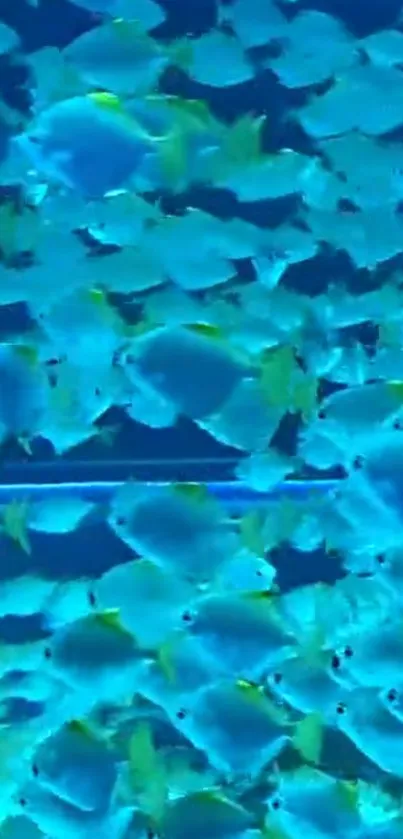 Vibrant school of blue tropical fish swimming underwater.