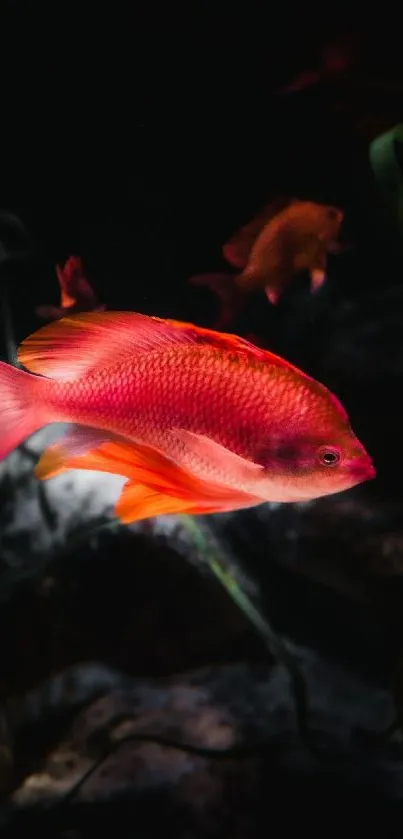 Vibrant pink and orange fish swimming underwater with seaweed.