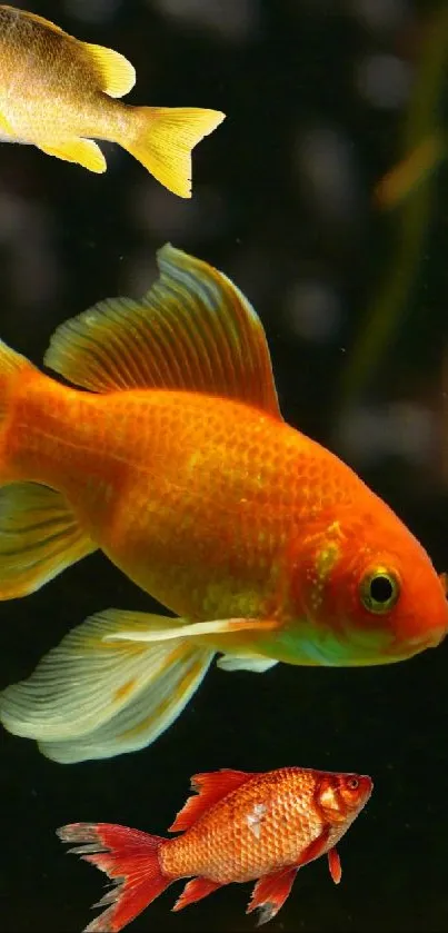 Colorful wallpaper with vibrant fish swimming in an aquarium setting.