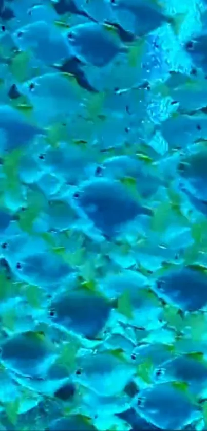 School of vibrant blue fish swimming in the ocean on mobile wallpaper.