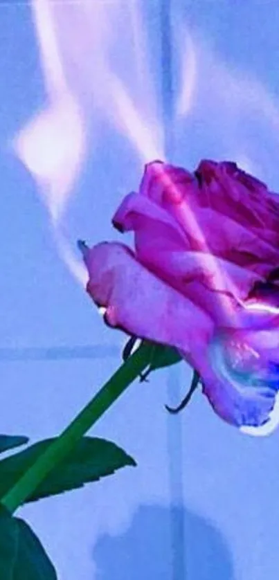 Flaming rose with pink petals engulfed in blue flames.