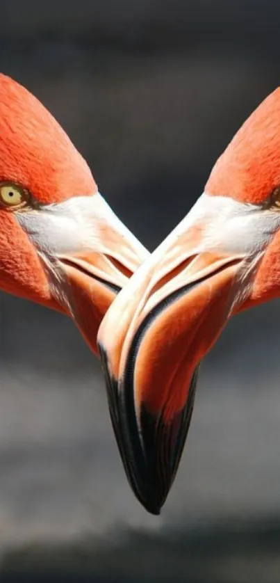 Heart shaped flamingo duo with vivid orange plumage creating a stunning mobile wallpaper.