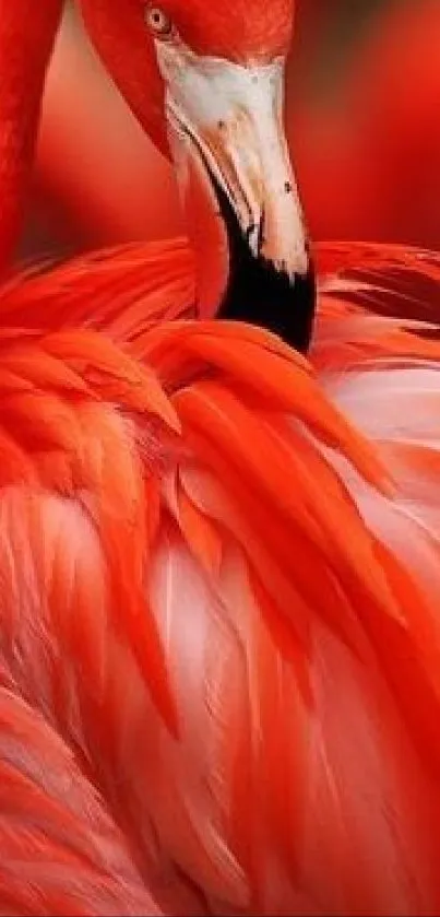 Close-up of vibrant red flamingo feathers.