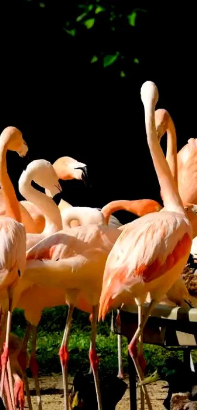 A vibrant group of pink flamingos in a natural setting.