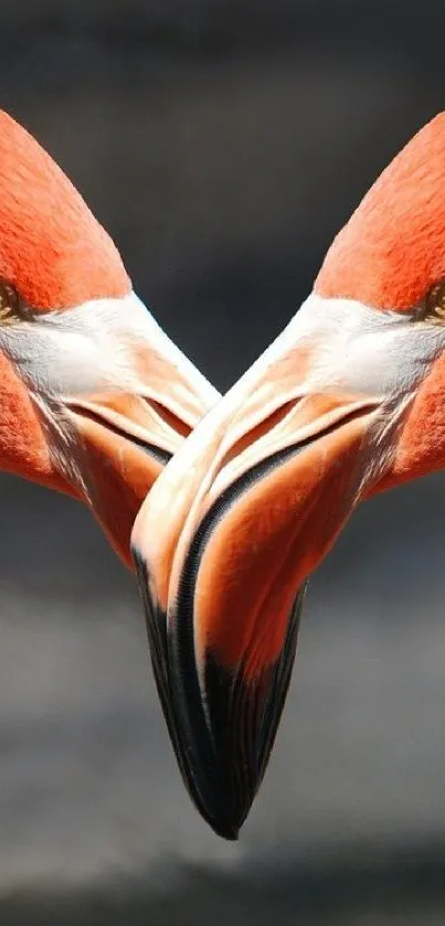 Orange flamingo pair with elegant symmetry on wallpaper.