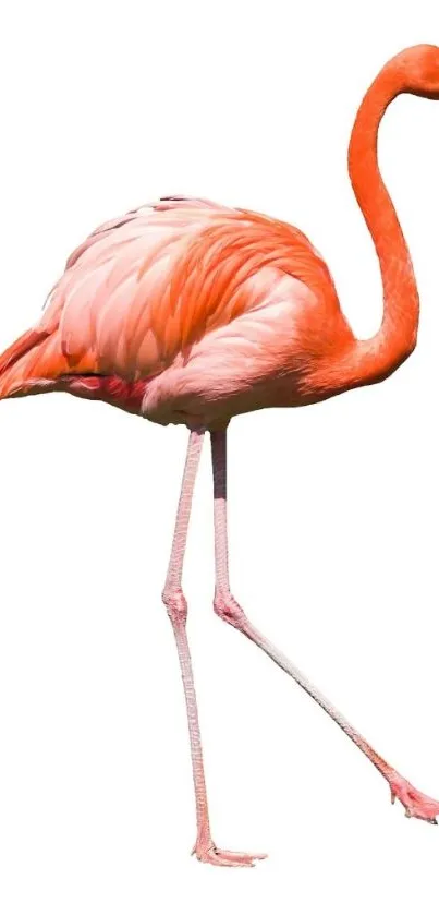 Vibrant pink flamingo on a white background.