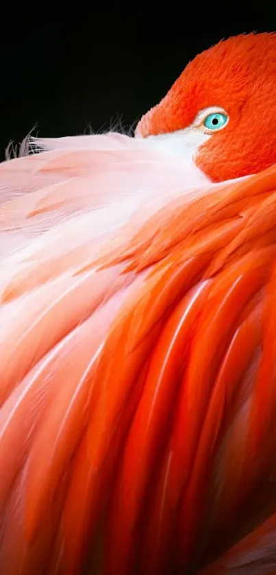 Close-up of a vibrant orange flamingo with detailed feathers.