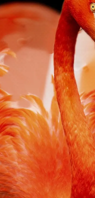 Vibrant flamingo with intricate orange feathers on a mobile wallpaper background.