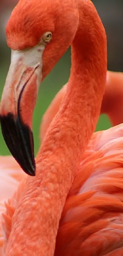 Close-up of a vibrant pink flamingo with detailed feathers.