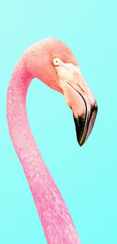 Pink flamingo on a bright aqua background, perfect for mobile wallpaper.