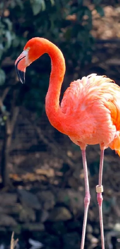 Vibrant flamingo standing gracefully in a natural setting.