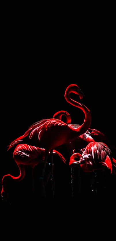 Vibrant flamingos on a dark silhouette background mobile wallpaper.