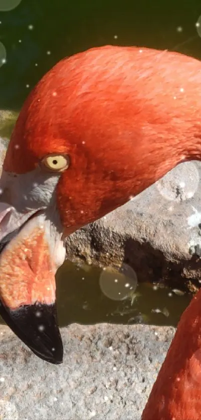 Close-up image of a vibrant coral flamingo against a natural background.