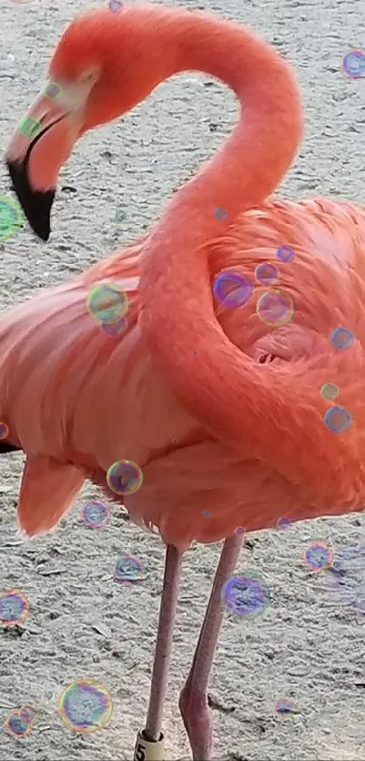 Coral pink flamingo standing elegantly on sandy ground.