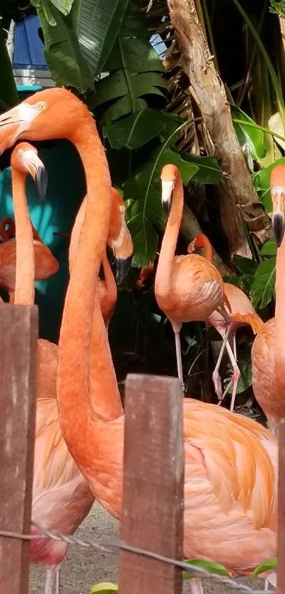 Flock of vibrant flamingos in lush tropical setting, behind a wooden fence.