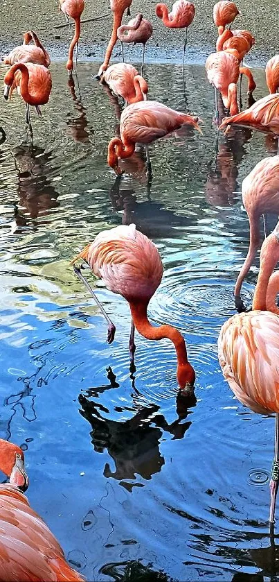 Colorful flamingos standing in calm water.