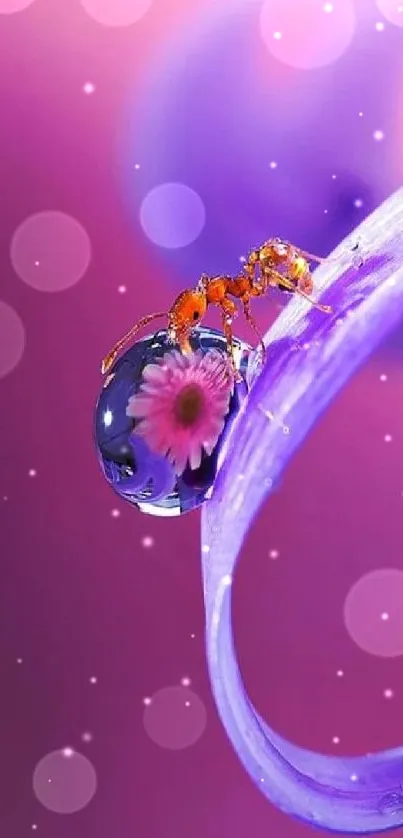 Ant with floral droplet on a purple petal.