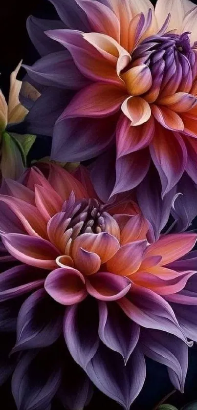 Vibrant purple dahlia flowers with artistic detail.