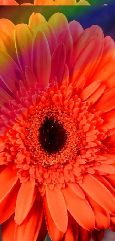 Orange gerbera flower on dark background wallpaper.