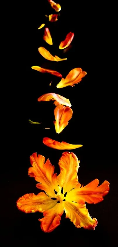 Vibrant orange petals cascading on black background wallpaper.