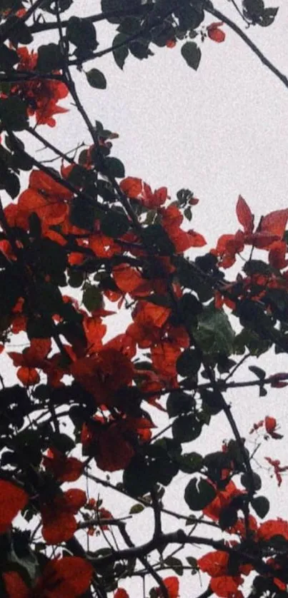 Red blossoms against a gray sky, showcasing autumn elegance.