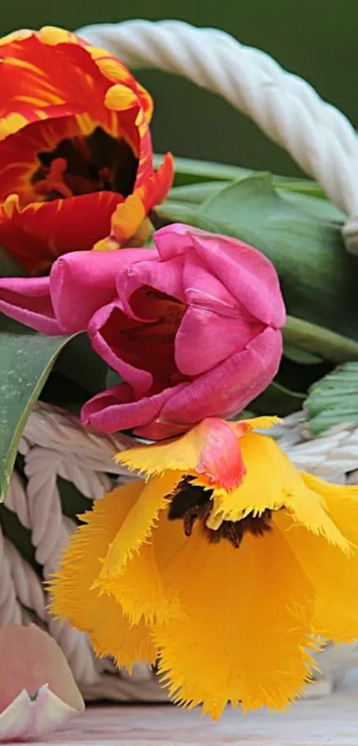 A vibrant basket of tulips in pink, red, and yellow against green leaves.