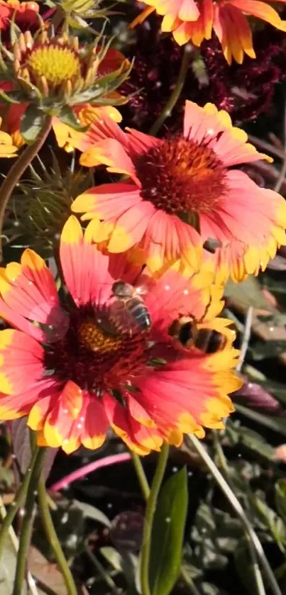 Vibrant pink and yellow flowers with bees in daylight.