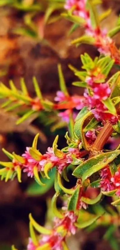 Close-up of vibrant pink and green flowers on a brown background.