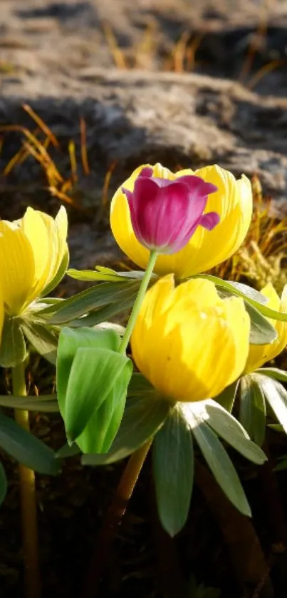 Mobile wallpaper with vibrant yellow and pink flowers in natural sunlight.