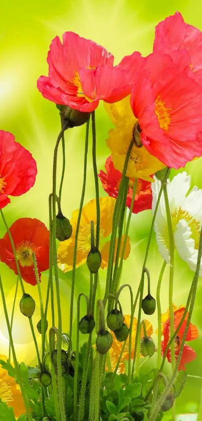 Vibrant red, yellow, and white poppies on a bright green background.