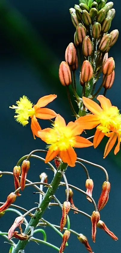 Vibrant orange and yellow flowers on green stem.