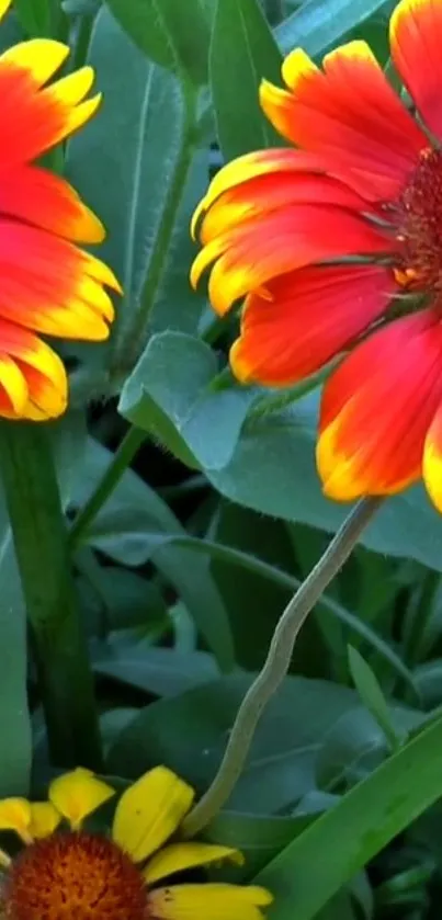 Vibrant red and yellow flowers with green leaves.