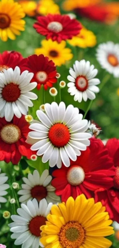 Vibrant daisies in red, yellow, and white on a green background.