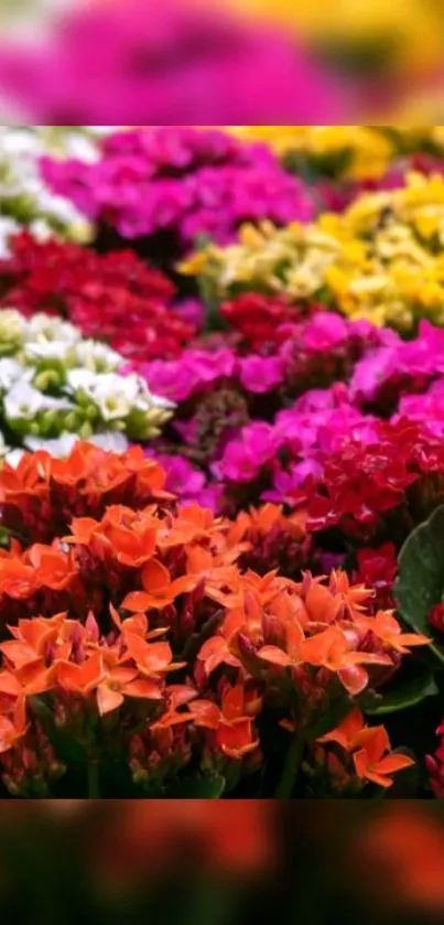 Vibrant array of multicolored flowers in full bloom, creating a lively garden scene.