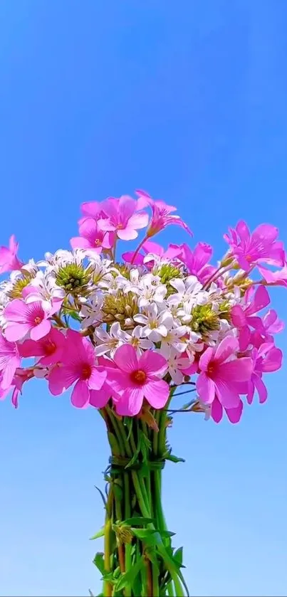 Vibrant pink and white flowers with blue sky background.