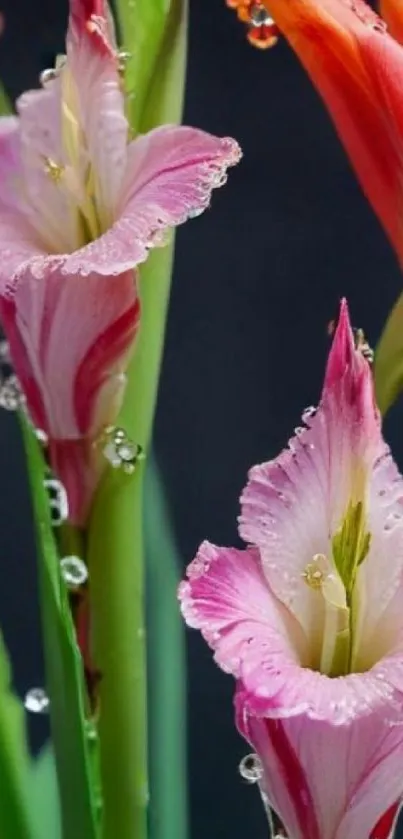 Colorful gladiolus flowers with water droplets on a dark background.