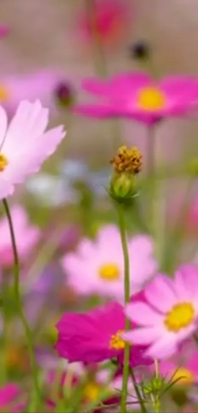 Vibrant pink and yellow blossoms in a field.