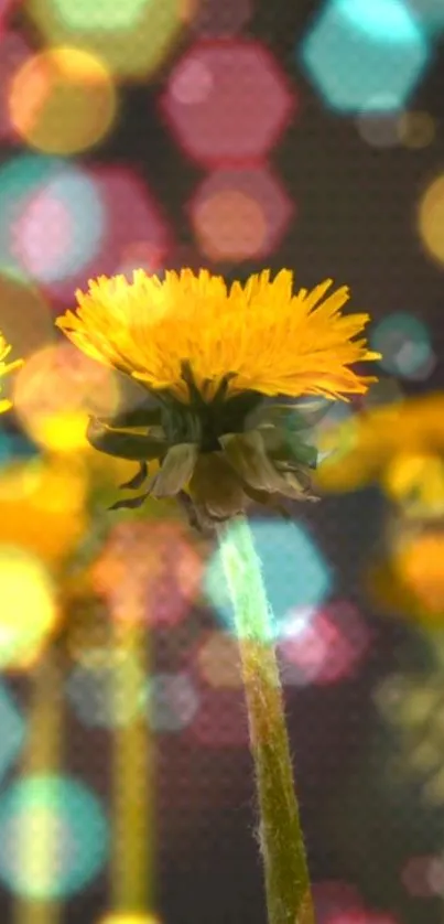 Yellow flowers with colorful bokeh background.