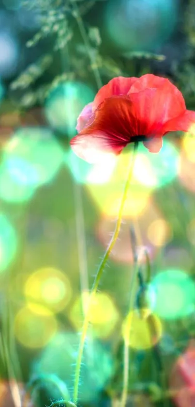 Artistic poppy with vibrant bokeh background.