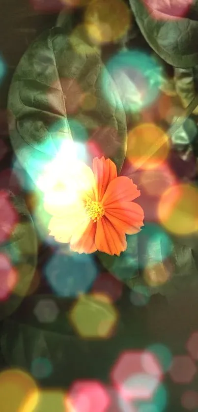 Orange flower with vibrant bokeh effect on leaves background.