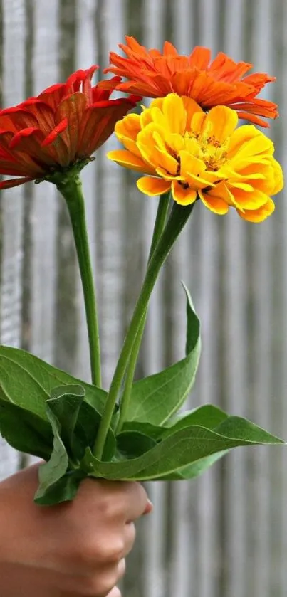 Hand holding a bouquet of red, orange, and yellow flowers against wooden background.