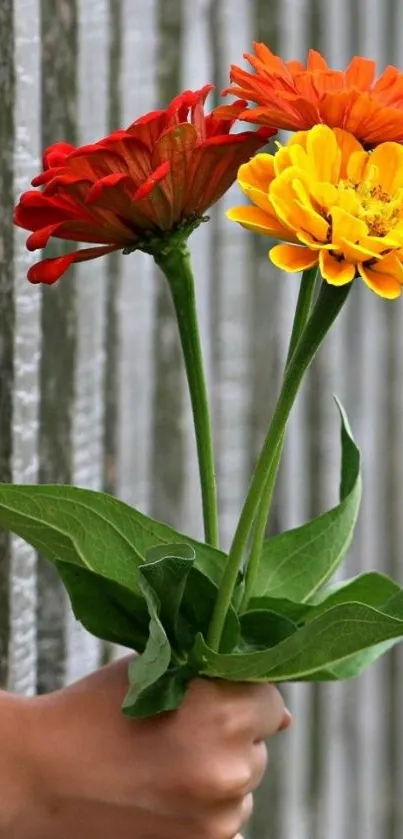 Hand holding a vibrant bouquet of red, orange, and yellow flowers with green leaves.