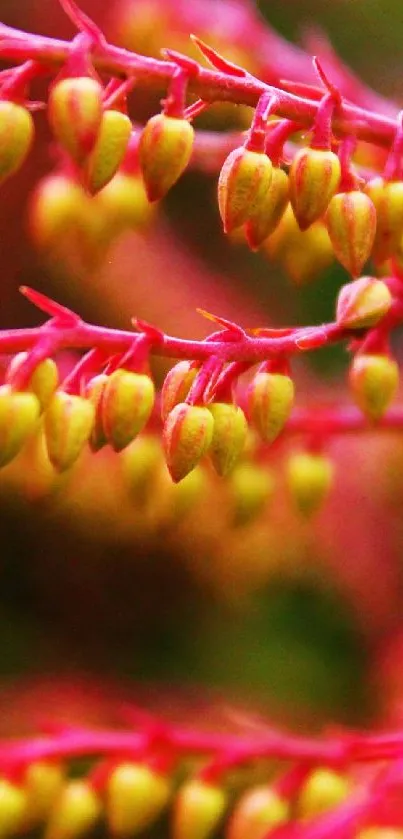 Close-up of vibrant floral branches with red and yellow hues.